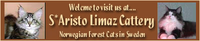 S*Aristo Limaz Norwegian Forest Cats 