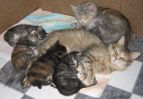 The buicklitter 4 weeks old with their mum and grandma.