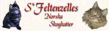 S*Feltenzelles Norwegian Forest Cats