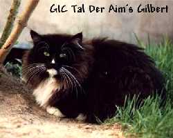 GIC S*Tal Der Aim's Gilbert