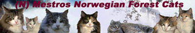 (N)Mestros Norwegian Forest Cats