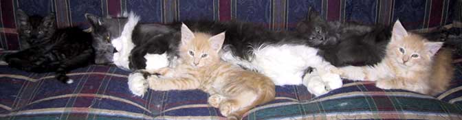 The Pontiac litter, 8 weeks old, with their father Lexus.