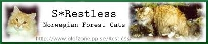 S*Restless Norwegian Forest Cats