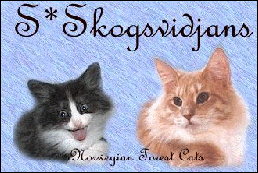 S*Skogsvidjans Norwegian Forest Cats