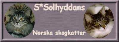 S*Solhyddans Norwegian Forest Cats