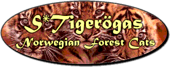 S*Tigerögas Norwegian Forest Cats